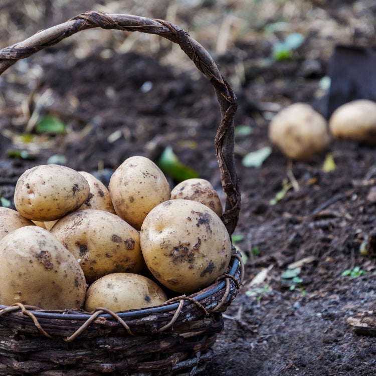 Spud Wars : Determinate vs. Indeterminate - Which Potato Reigns Supreme?