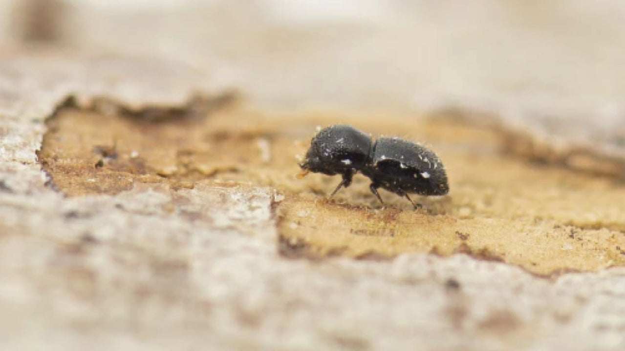 Polyphagous shot hole borer beetle