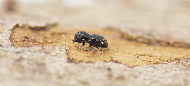 Polyphagous shot hole borer beetle