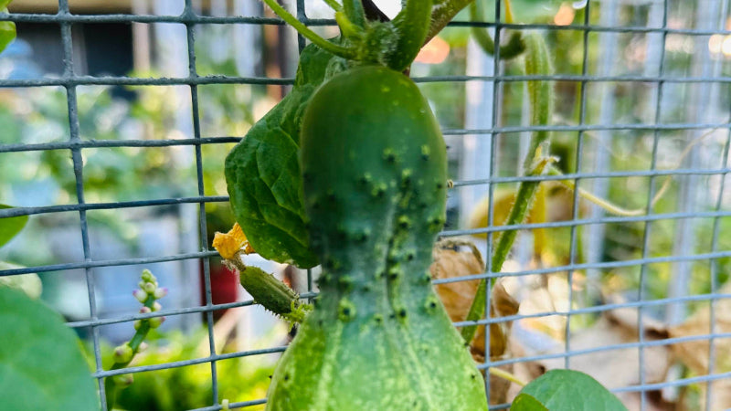 Cool Cucumbers - Your Complete Guide to Growing, Harvesting and Preserving