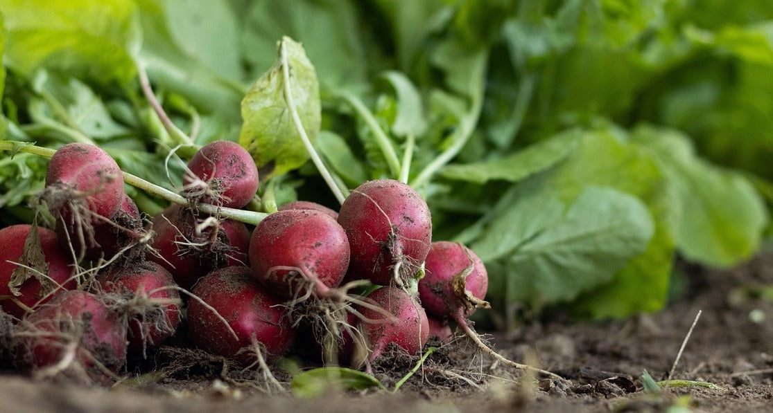 Radishes on soil