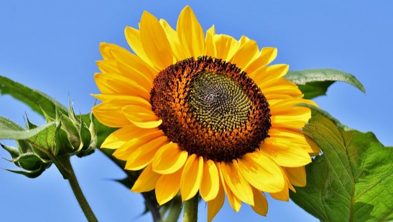 Sunflower against blue sky