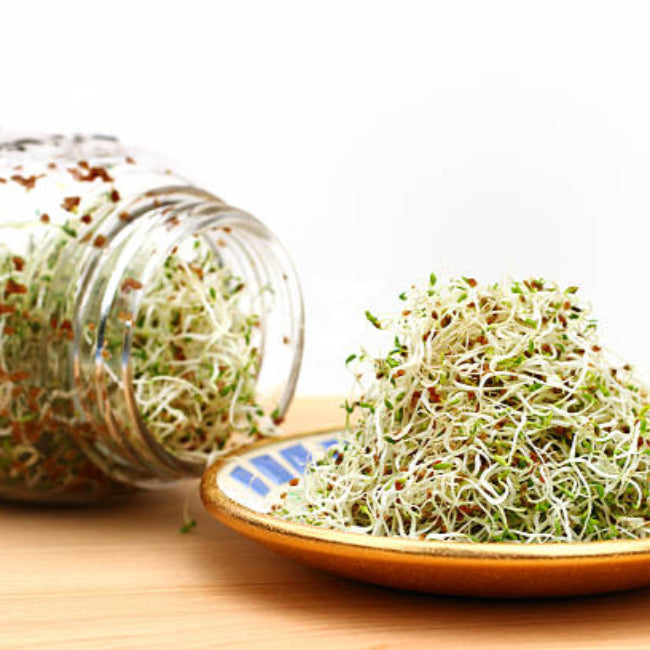 Alfalfa Sprouts Grown in Sprouting Jar.