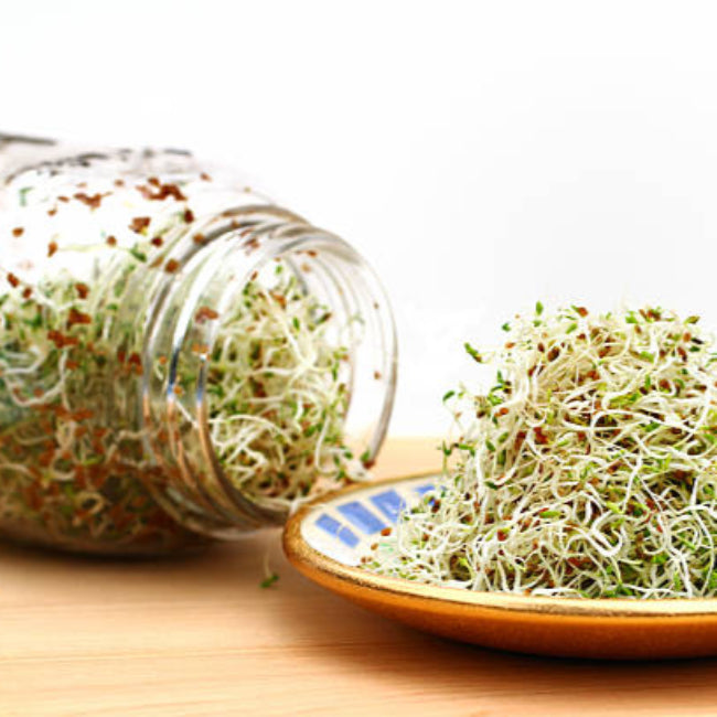 Sprouts grown in Sprouting Jar.