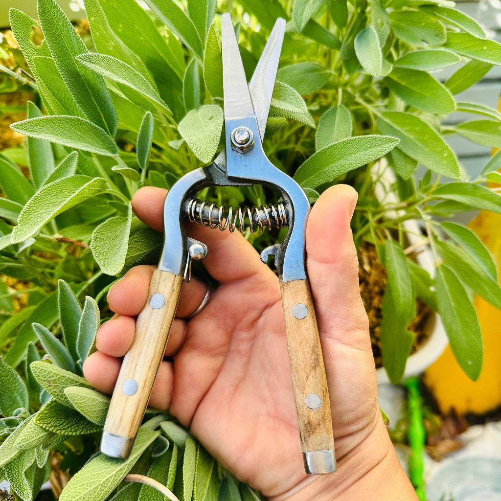 Ashwood Traditional Garden Flower Snips with Stainless Steel Blades and Ash Wood Handles.