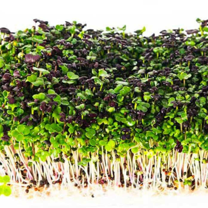 Asian Green Microgreen Mix