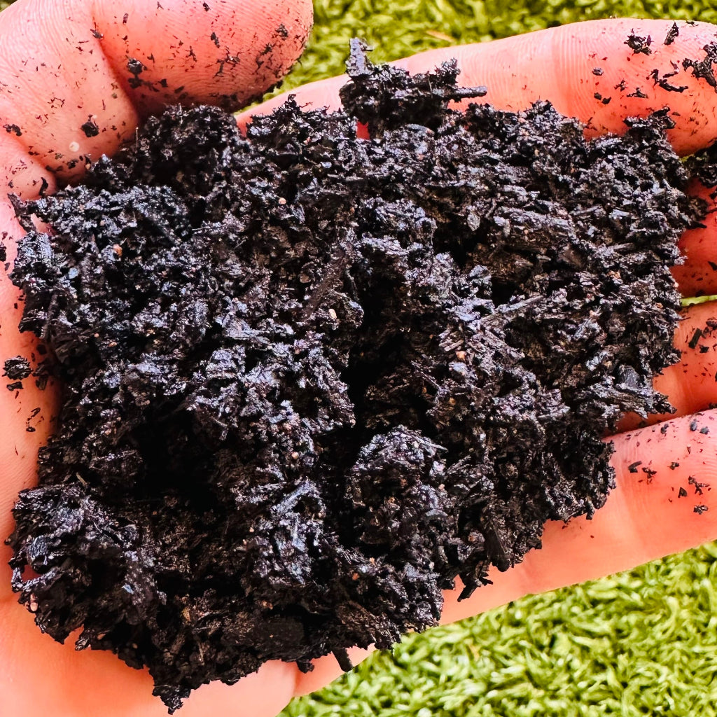 Hand Holding Bioveg Biochar for Soil Regeneration.