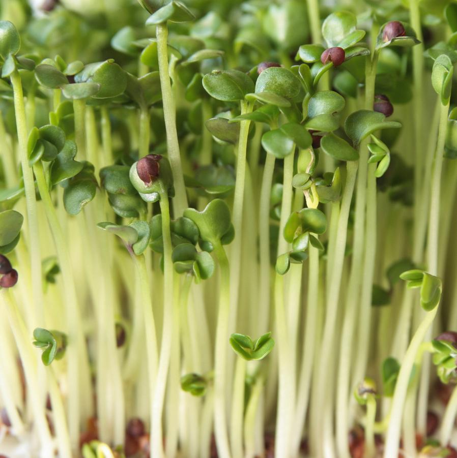 Broccoli Microgreens