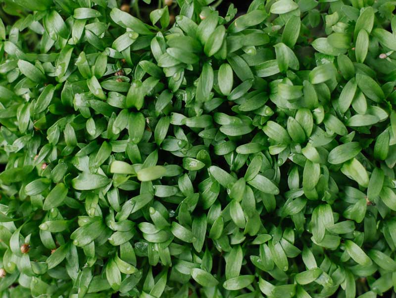 Coriander Microherbs