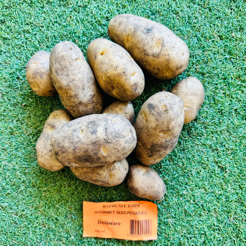 Bathgate Farm Gourmet Seed Potatoes - Delaware