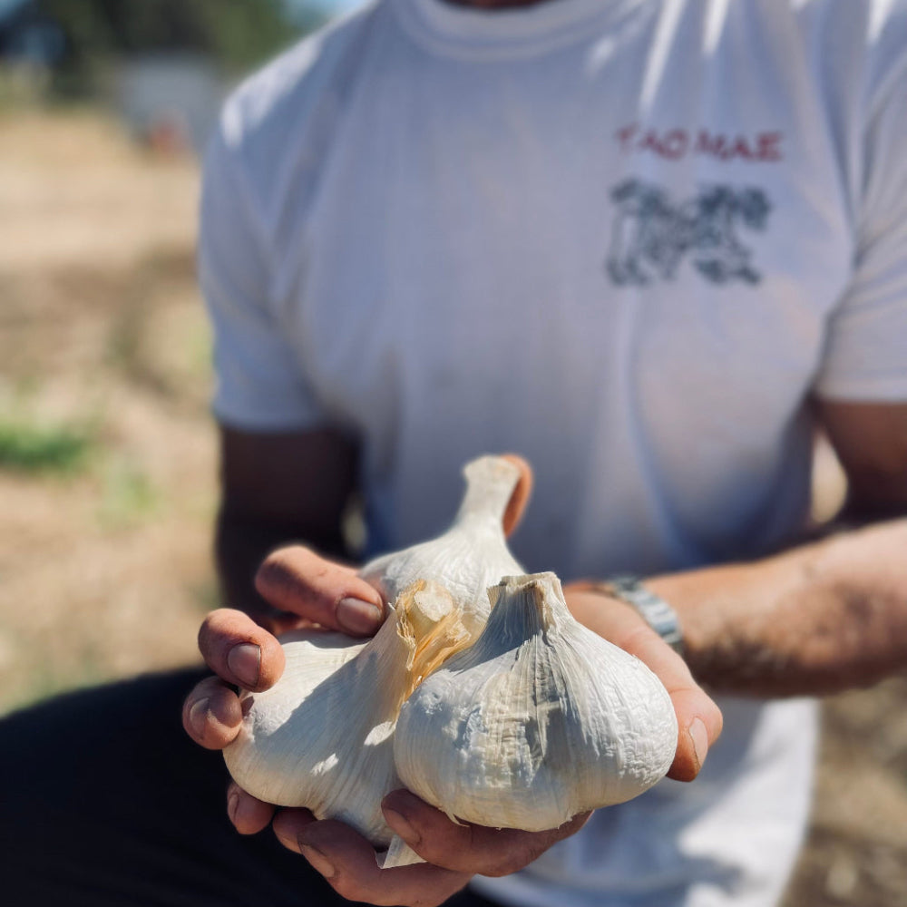 Regenerative Farmer Quinn Holding Elephant Garlic