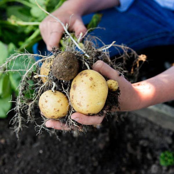 Harvesting Potatoes