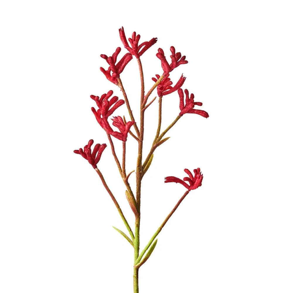 Red Kangaroo Paw Stem.