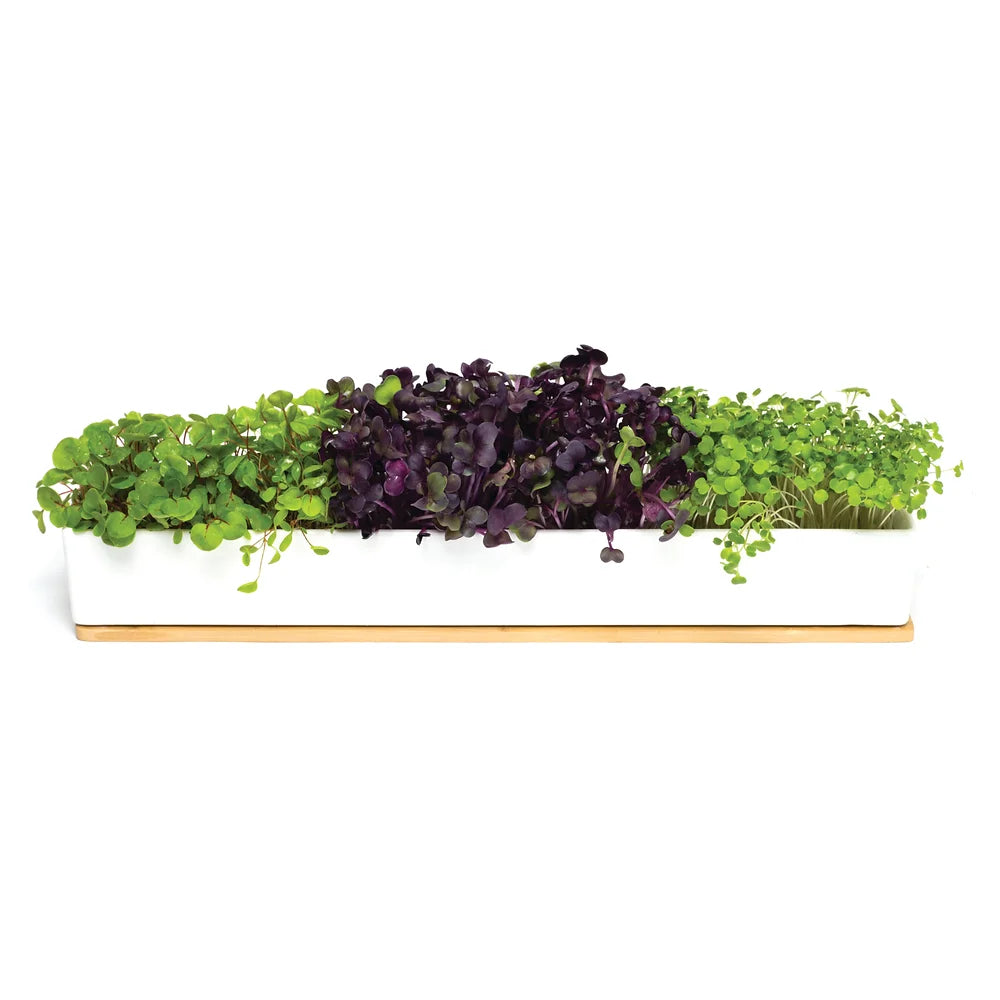 Urban Greens Microgreen Window Sill Kit