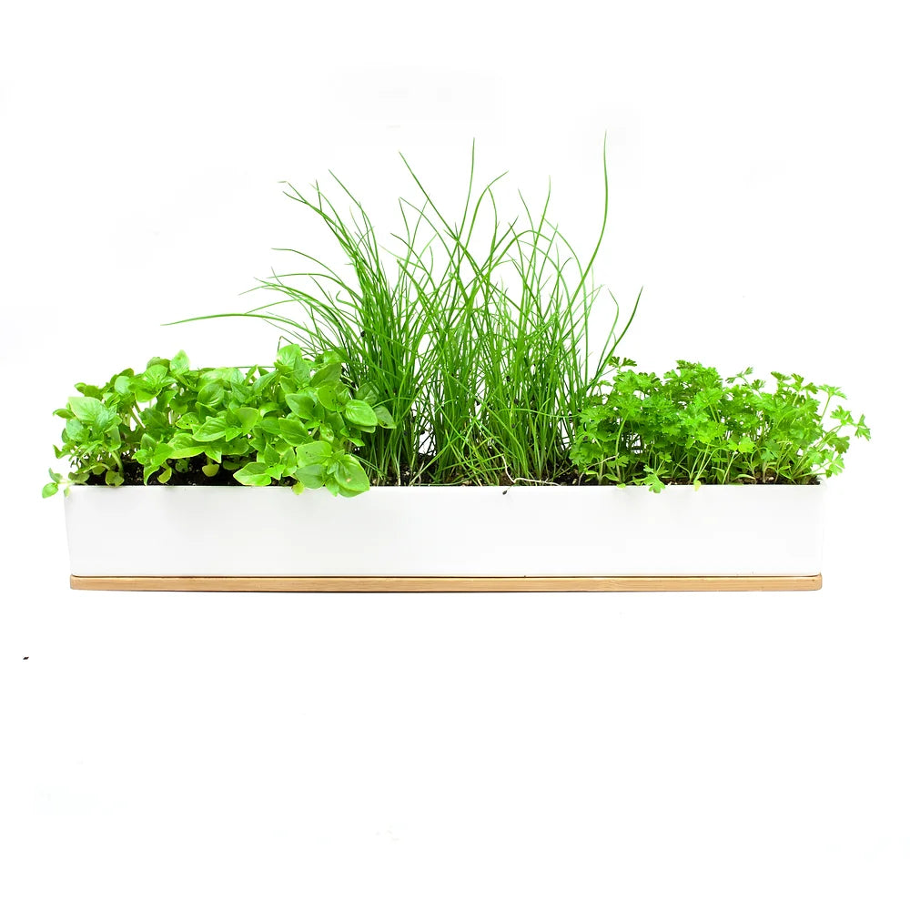 Urban Greens Microherb Windowsill Kit