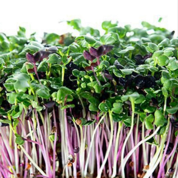 Mixed Radish Microgreen Mix