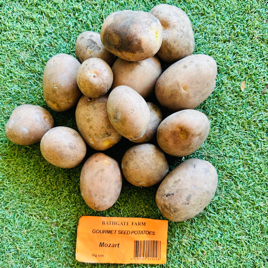 Bathgate Farm Gourmet Seed Potatoes - Mozart