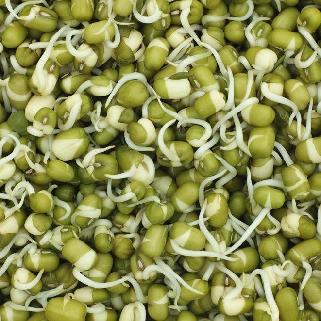 Mung Bean Sprouts