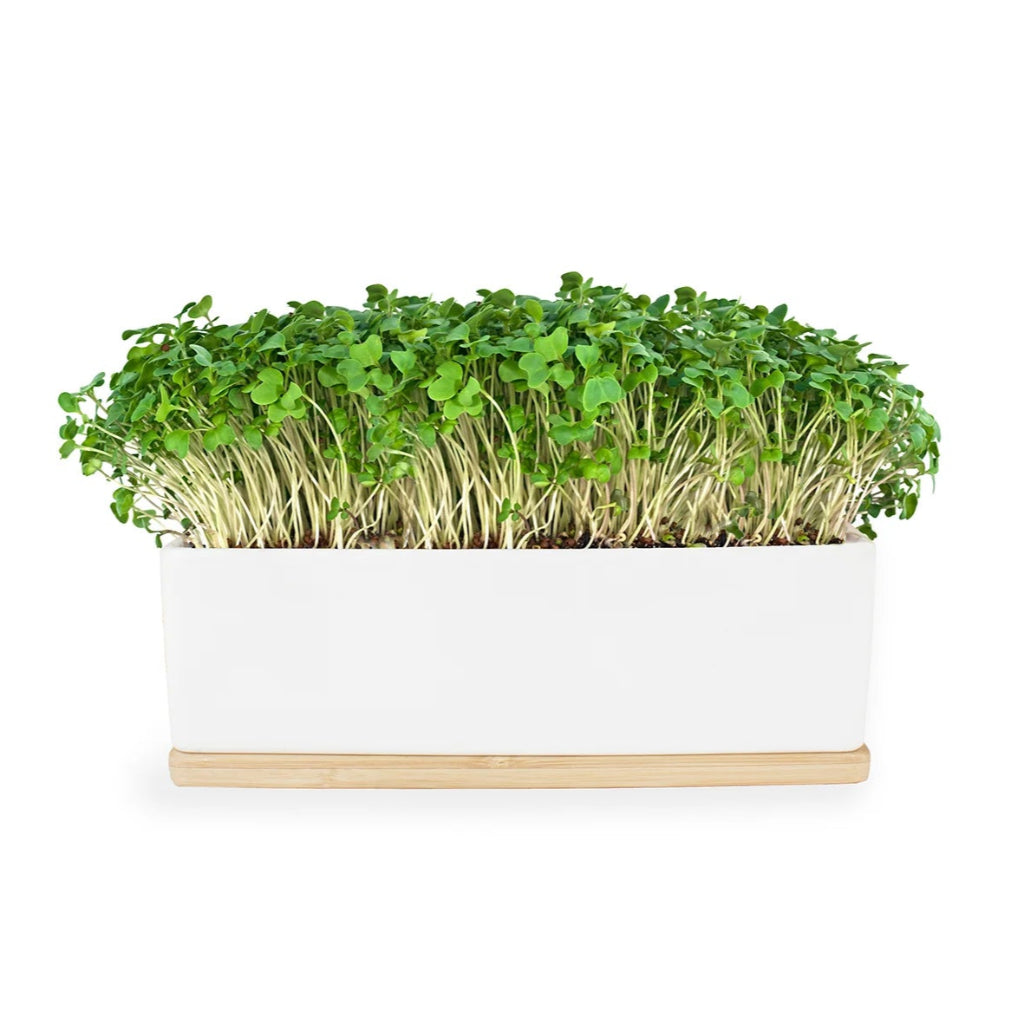 Mustard Microgreens Growing in Sprouting Kit by Urban Greens.