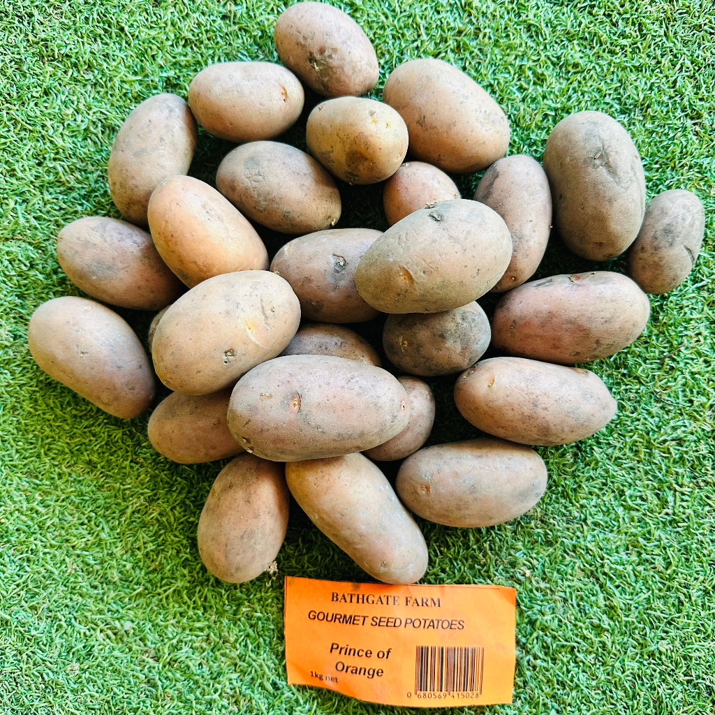 Bathgate Farm Gourmet Seed Potatoes - Prince of Orange