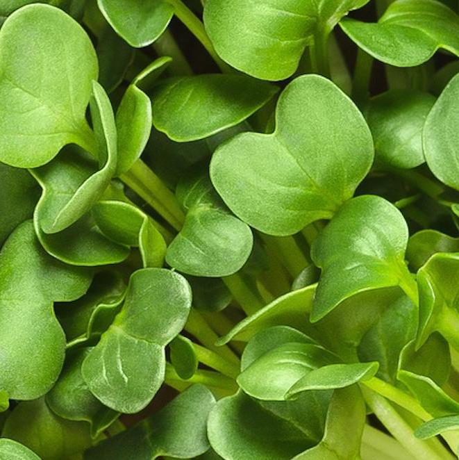 Daikon Radish Microgreens