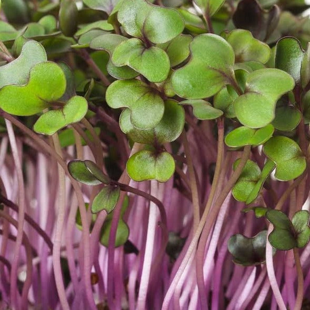 Red Cabbage Microgreen Seeds, Urban Revolution.