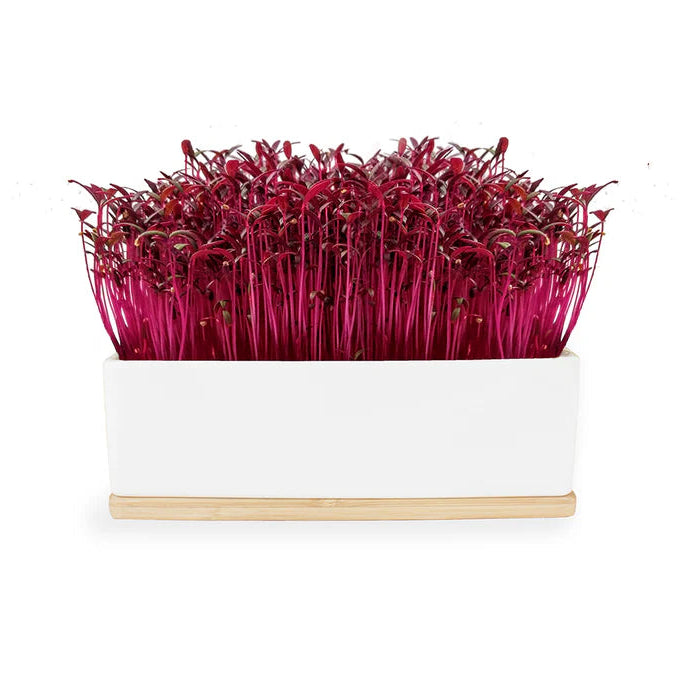 Ruby Sprouts (Amaranth) Microgreens Growing in Sprouting Kit by Urban Greens.