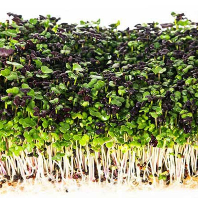 Mixed Salad Microgreen Mix