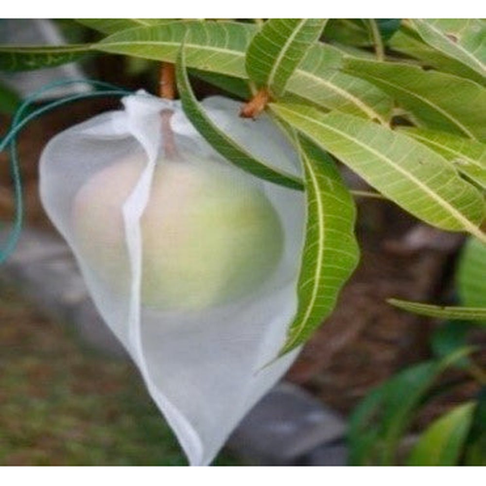 Apple inside a fruit protection bag