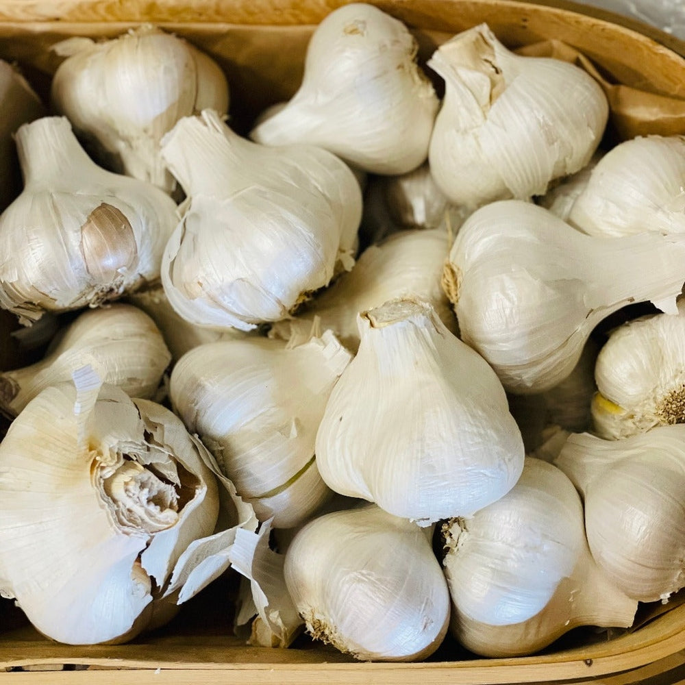 Regeneratively Grown Elephant Garlic from Galloway Springs